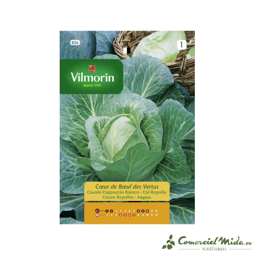 Semillas de COL REPOLLO CORAZÓN DE BUEY Vilmorin 6g